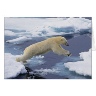 Ártico, Svalbard, Oso polar extendiéndose