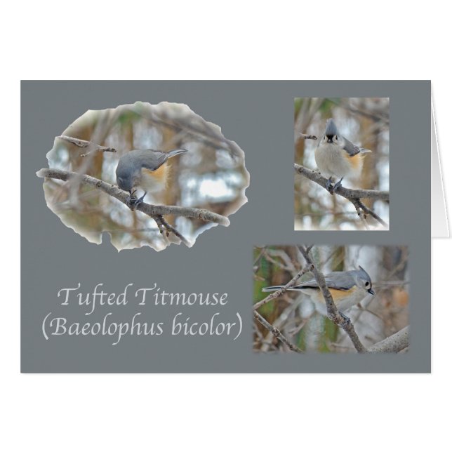 Artículos del Titmouse copetudo (Baeolophus (Anverso (Horizontal))
