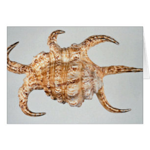 Artritis, concha