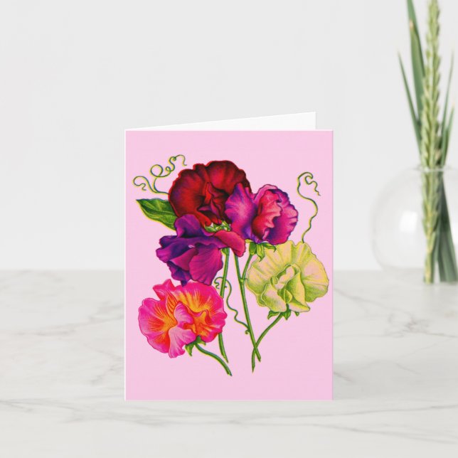arveja dulce en morado y rosa (Anverso)