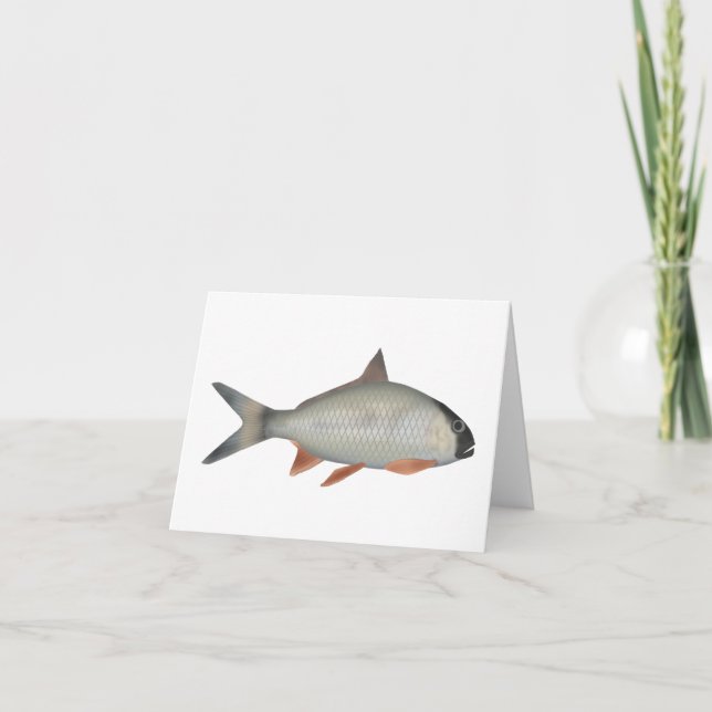 Asamese Kingfish (Anverso)