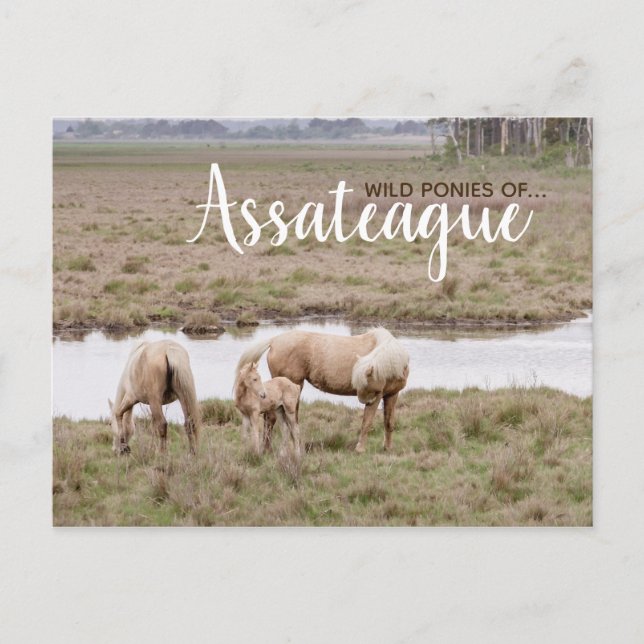 Asateague de los ponies salvajes - Tarjetas (Anverso)