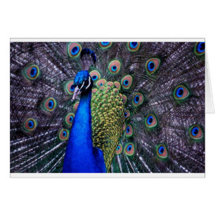 Ascendente cercano del pavo real