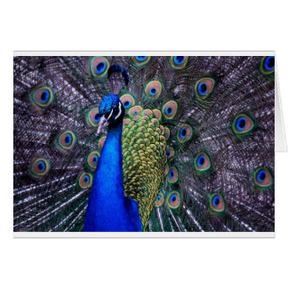 Ascendente cercano del pavo real