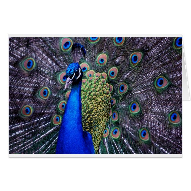 Ascendente cercano del pavo real (Anverso (Horizontal))