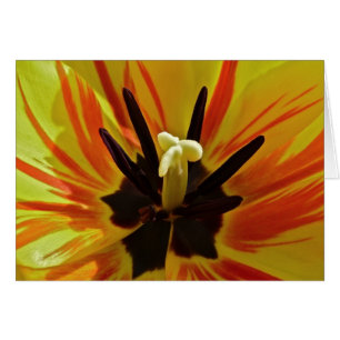Ascendente cercano del tulipán