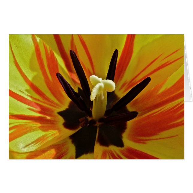 Ascendente cercano del tulipán (Anverso (Horizontal))