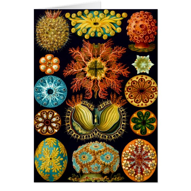 Ascidiacea, Ernst Haeckel Bella Artes (Frente)