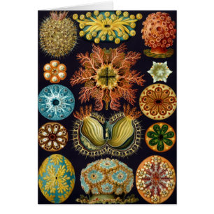Ascidiae de Ernst Haeckel, Animales Marinos Vintag