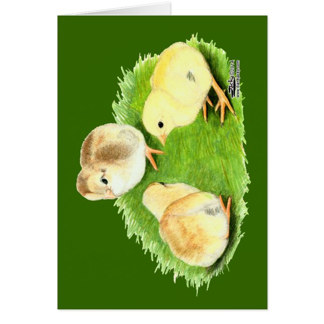 Aseel Wheaten Chicks (Frente)