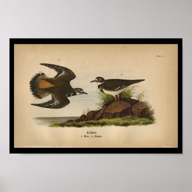 Asesinato para la impresión de aves de 1890 (Frente)