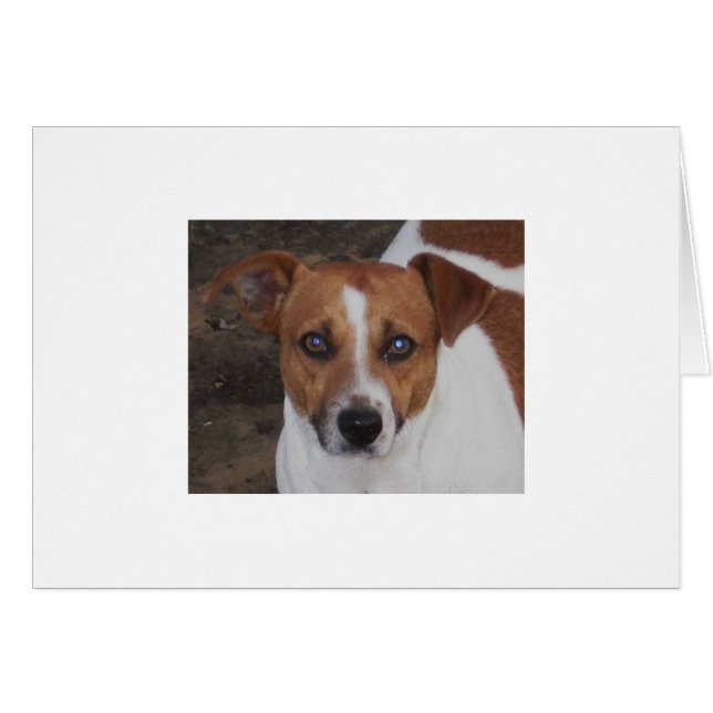 Asesino de A.H. Airheart, de Jack Russell, del (Anverso (Horizontal))