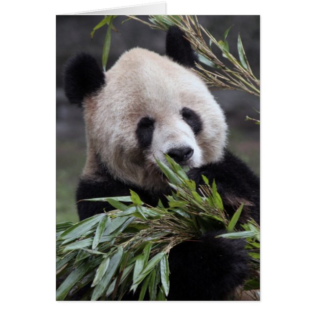 Asia, China Chongqing. Giant Panda (Frente)