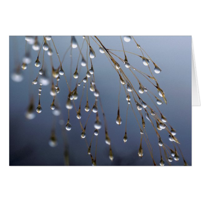 Asia, China | Huansan, gotas de rocío (Anverso (Horizontal))