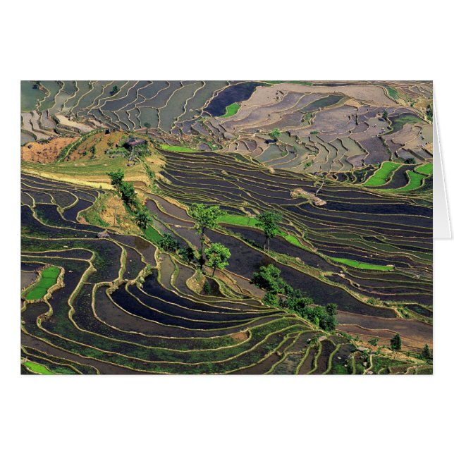 Asia, China, Yunnan, Honghe. Terrazas de arroz cer (Anverso (Horizontal))