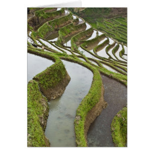 Asia, China, Yunnan, Yuanyang. Arroz inundado