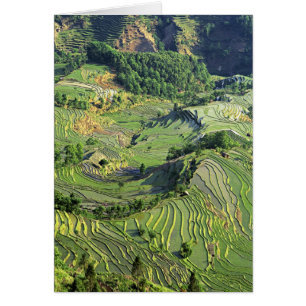 Asia, China, Yunnan, Yuanyang. Patrón de verde