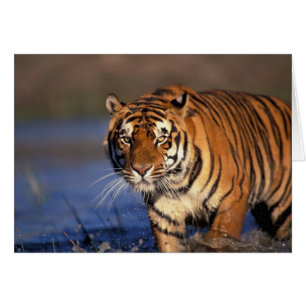 ASIA, India, Tigre de Bengala Panthera tigris)