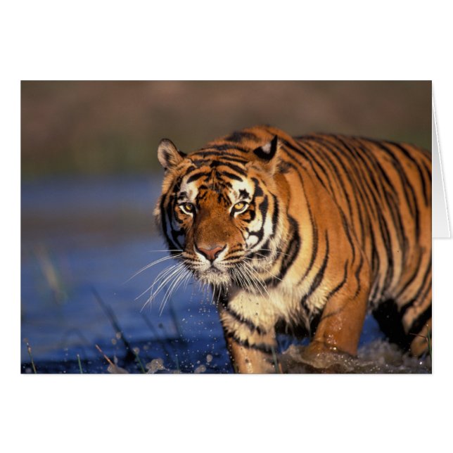 ASIA, India, Tigre de Bengala Panthera tigris) (Anverso (Horizontal))