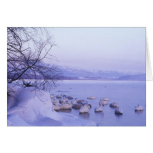 Asia, Japón, Hokkaido, Akan NP, Cisnes enormes