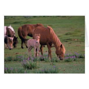 Asia, Mongolia, desierto de Gobi. Caballos salvaje