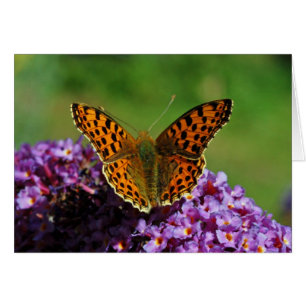 Asignar la primera generación de mariposa (primave