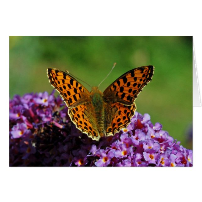 Asignar la primera generación de mariposa (primave (Anverso (Horizontal))