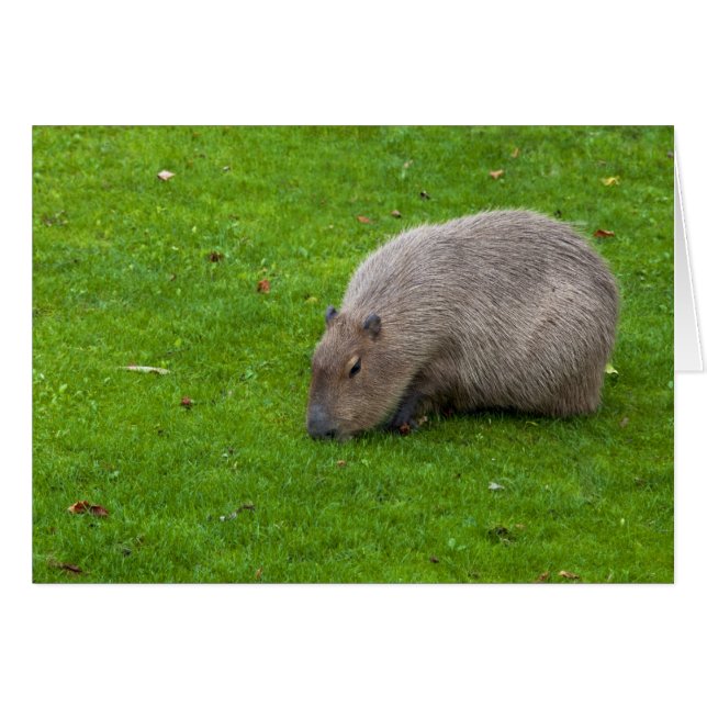 Asombroso capibara animal (Anverso (Horizontal))
