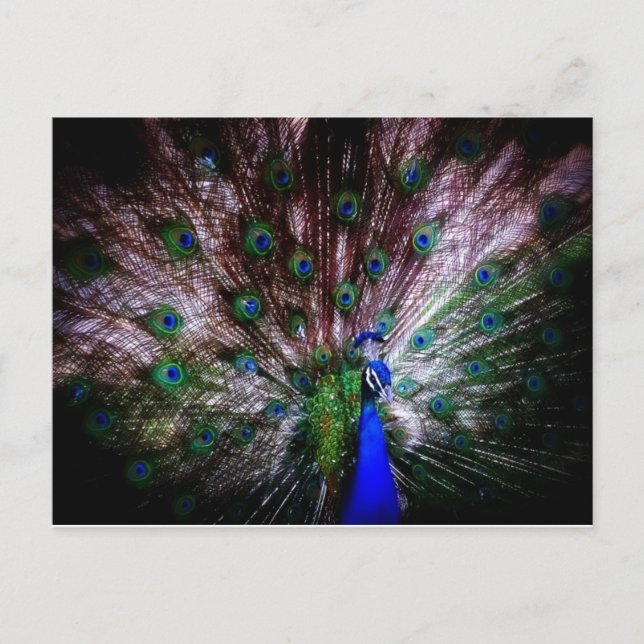 Asombroso pavo real, postal (Anverso)