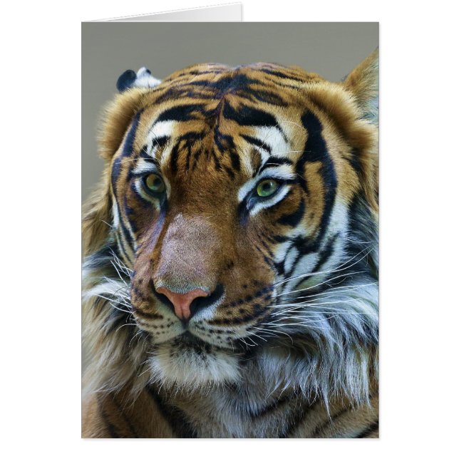 Asombroso retrato de tigre (Frente)