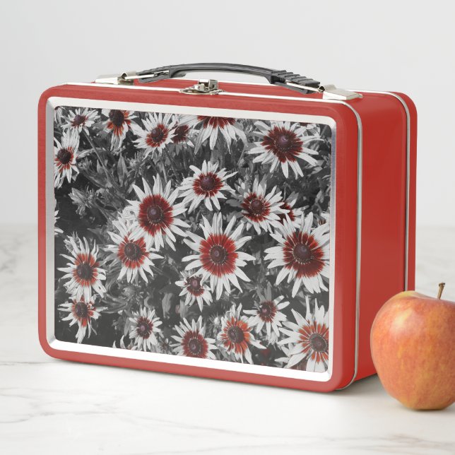 Asombrosos Susans de ojos negros (In situ)