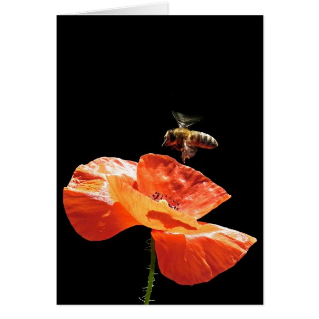 Asomo en flor de amapola (Frente)