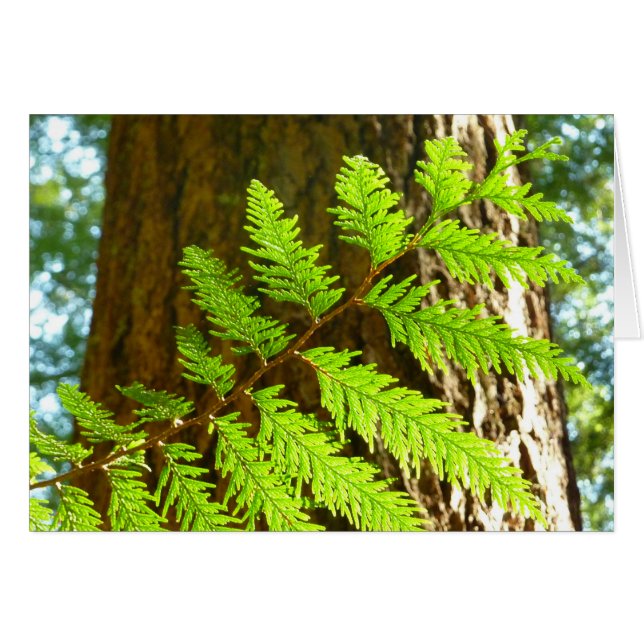 Aspectos destacados de un árbol botánico de secuoy (Anverso (Horizontal))