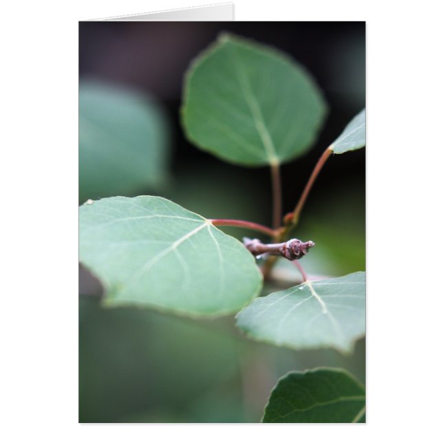 Aspen Closeup (Frente)