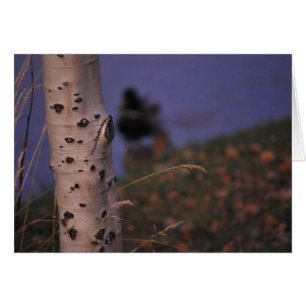 Aspen en la primavera