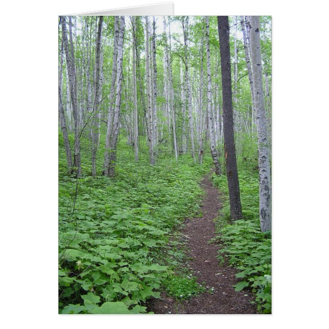 Aspen Forest, Columbia Británica (Frente)