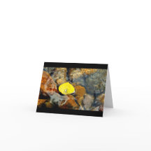 Aspen y la tarjeta en blanco del descenso del agua