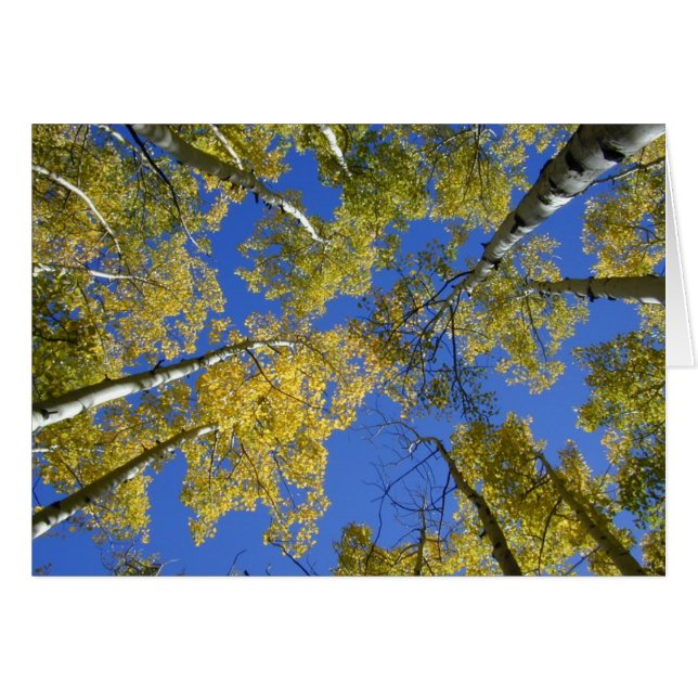 Aspene desde la tarjeta inferior (Anverso (Horizontal))