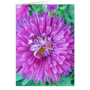 Aster con araña de cangrejo