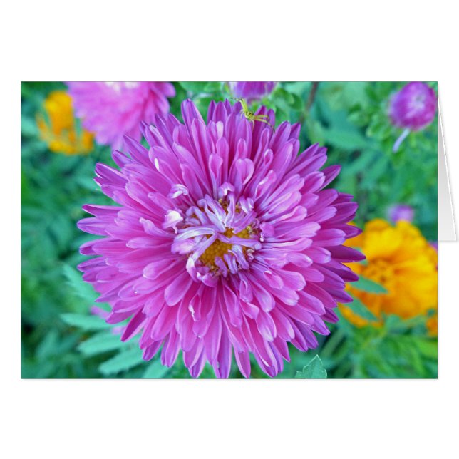 Aster con araña de cangrejo (Anverso (Horizontal))