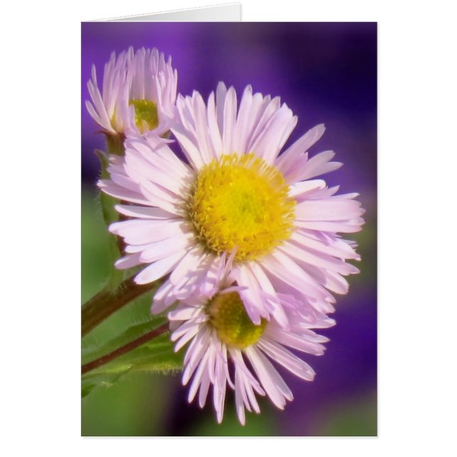 Aster Daisies (Frente)