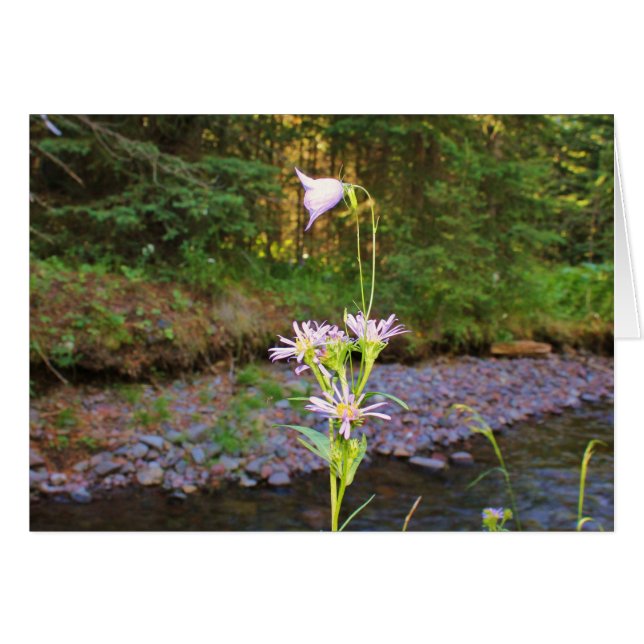Aster del Harebell y del prado (Anverso (Horizontal))