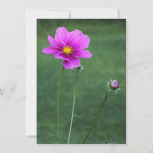 Aster mexicano