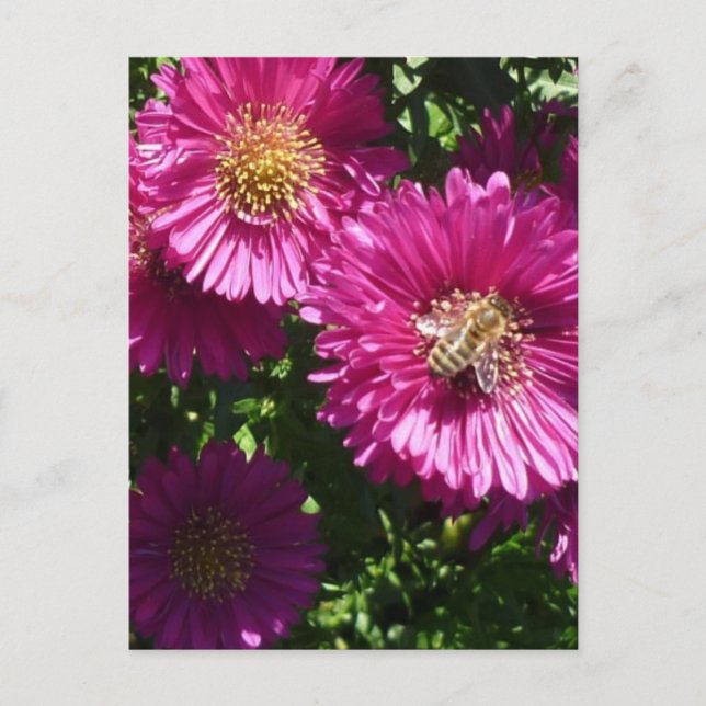 Aster rosa - Postal (Anverso)