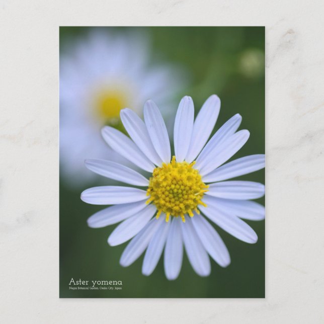 Aster yomena: postal (Anverso)