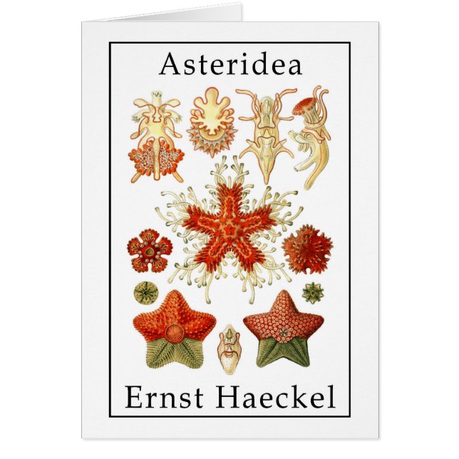 Asteridea de Ernst Haeckel (Frente)