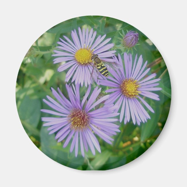 Asters morados con imán de vuelo de abeja (Frente)