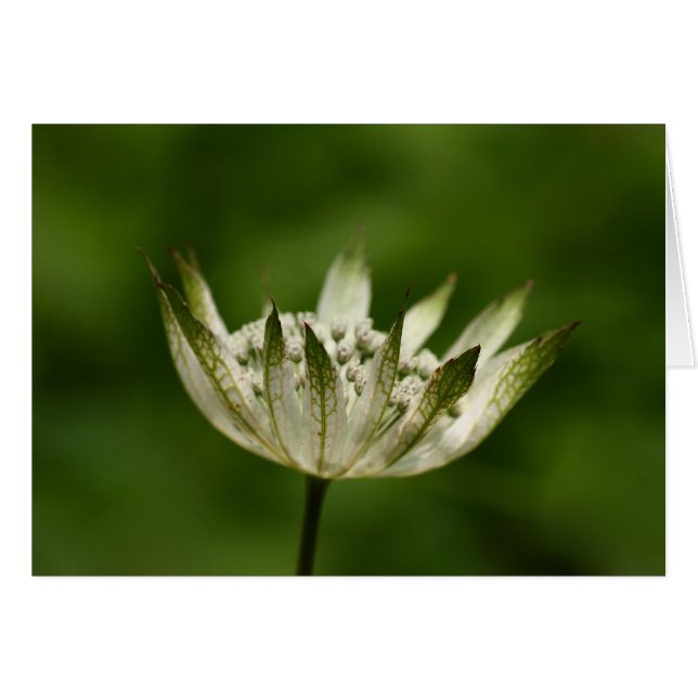 Astrantia (Anverso (Horizontal))