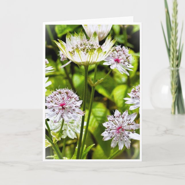 Astrantia Major, La Gran Tarjeta Blank De Masterwo (Anverso)