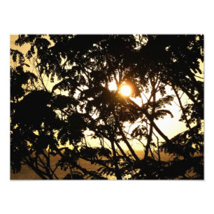 Atardecer a través de árboles en fotografía tropic
